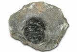 Detailed Proetid (Gerastos) Trilobite Fossil - Morocco #325850-2